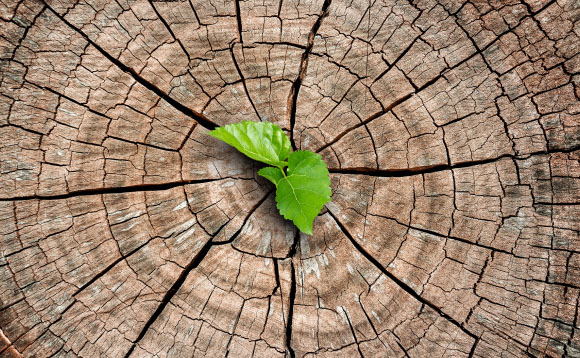 Growth Root